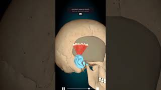 Action of Auricularis Superior 3danimation anatomy [upl. by Tracey]