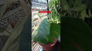 monstera marmorata plants monstera monsteraplant [upl. by Elpmid]