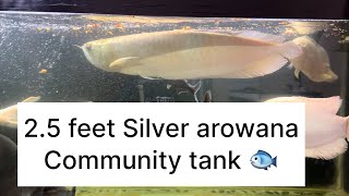 25 feet Silver arowana community tank fish video [upl. by Upshaw]