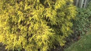 How to ID Chamaecyparis pisifera Filifera Aurea [upl. by Artus]