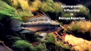 Apistogramma trifasciata in a Biotope Aquarium [upl. by Rondon]