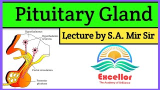 Pituitary Gland Anatomy And Physiology In Hindi  Pituitary Hormones  Hypophysis [upl. by Roose]