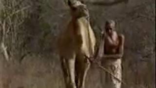 Asiatic Lion hunting camel rare video [upl. by Oreves]