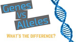 Genes vs Alleles [upl. by Cristabel797]