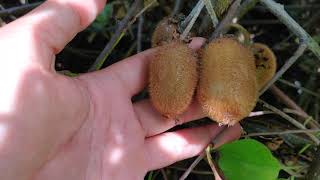 KIWI Actinidia Deliciosa  Rezistente la Ger [upl. by Gosselin187]