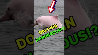 If you see a pink dolphin run away 😯😯 viralvideo [upl. by Sik]