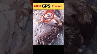 Eagle k traveling ka GPS record facts viralvideo islamicstatus [upl. by Leiahtan]