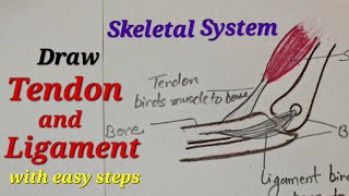 Tendon and ligament drawing easy How yo draw ligament and tendon Skeletal system drawing easy [upl. by Grimbal]