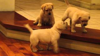 Perros Labradores Retriever jugando [upl. by Ylluz]