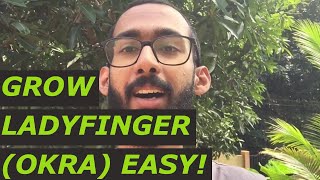 SIMPLE tips for growing and harvesting Okra amp Easy Recipe Bhindi Vendaka [upl. by Eulalia769]