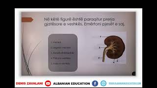 7 06 030 Java 15 Biologji roli i organeve të ekskretimit [upl. by Jenesia]