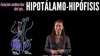 Fisiología endocrina I Eje HipotálamoHipófisis [upl. by Ardnuassak229]