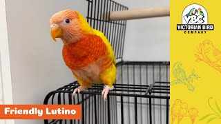 Sweet Lutino Lorikeet  Victorian Bird Co [upl. by Aihsaei307]