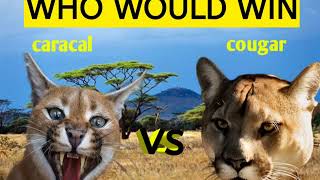 Caracal vs cougar  battle of speed and power [upl. by Zebulen]