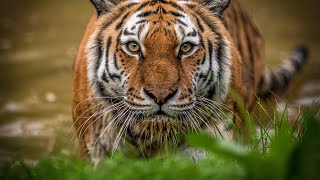 Siberian Tigers  Big Cats Wild Dcumentary HD 1080p [upl. by Nehpets]