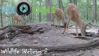 PixCamscom Wildlife Cam 2 Live Stream [upl. by Newmann547]