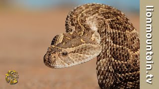 Close encounters with a Puff Adder  WILD NATURE [upl. by Ahsinhoj174]