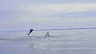 Bridlington fishing with the dolphins [upl. by Brace285]