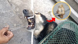 A stray dog with a bone stuck in its mouth is saved by rescuers [upl. by Avlasor]