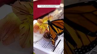 This woman rescued a trapped butterfly and nursed it back to health animalshorts shortvideo [upl. by Elmore]