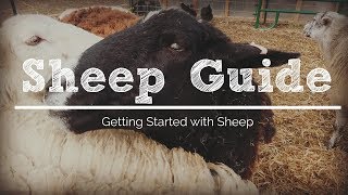 6 Things You Need to Get Started with Sheep [upl. by Ellenuahs]