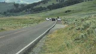 Bisontes Búfalos como cuando conociste por primera vez a estos Bisontes solo en Yellowstone 4 [upl. by Cha]