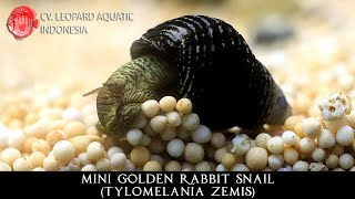 Tylomelania zemis The MINI GOLDEN RABBIT SNAIL Leopard Aquatic W033A [upl. by Rutger649]