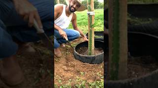 Limitador de Planta GRÁTIS 🌱 ♻️ jardinagem pitaya [upl. by Odlabso]