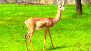 Gerenuks at Oregon Zoo [upl. by Emanuela]