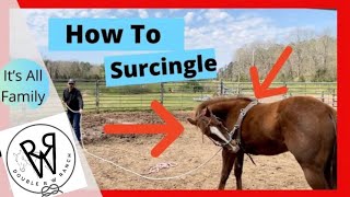 How to Surcingle a Horse [upl. by Mathian]