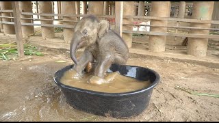 Baby Elephant Chaba First Time In The BathTub  ElephantNews [upl. by O'Grady]