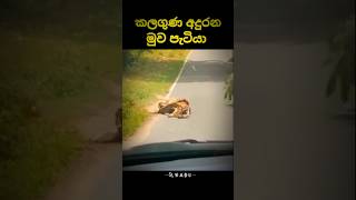 ගුණ දනිමු 🥺🥺 සබ්ස්ක්‍රයිබ් කරන්න 👍trending shrots shortvideo vairalshort 🥺🥺🥺🥺 [upl. by Orelee655]