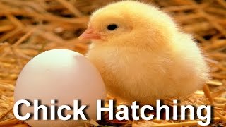 Baby Chick Hatching  Egg Hatching [upl. by Orme573]