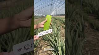 Aloe vera completely dose for human skin and hair [upl. by Adnuhsor]