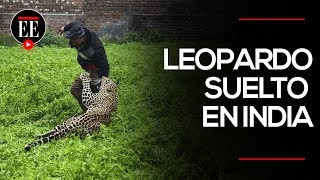 Leopardo causó pánico en una ciudad de India  El Espectador [upl. by Yatnahc731]