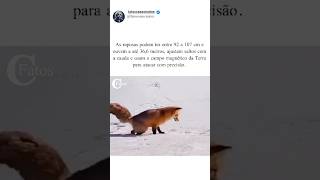 Único animal com crânio achatado orelhas triangulares verticais animais vidaanimal [upl. by Sass]