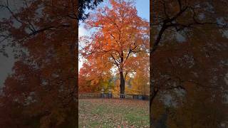 Autumn at Cranbrook House amp Gardens visitmichigan exploremichigan michigan autumn [upl. by Aikemehs]