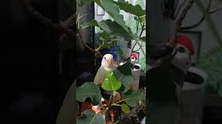 A bird in a small treebirds parrot pets [upl. by Ainehta]