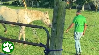 Horse whisperer saves trapped horse [upl. by Sweyn]