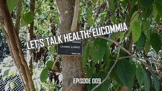 Eucommia Plant History and Health Effects [upl. by Tobias]