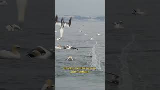 gannet bird shortsvideo shortsviral youtubeshorts shortsyoutube shortstrending shortsfyp fyp [upl. by Hecklau457]