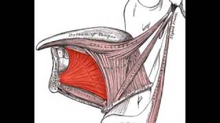 Genioglossus Muscle [upl. by Bergerac846]