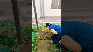 Full video on My channal kangra gardenplants himachal [upl. by Cathey]