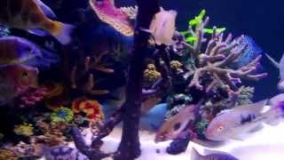 MIXED CICHLIDS IN MY TANK WITH ARTIFICIAL CORAL [upl. by Mercier417]