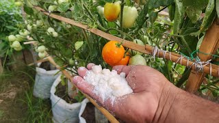 Best fertilizer for tomatoes in pots [upl. by Buke]