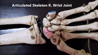 WRIST Joint Radiocarpal CMC MCP Articulations Functional and Clinical Aspects – Sanjoy Sanyal [upl. by Groos]