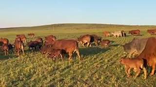 Available Bonsmara Cattles Calves  Pregnant Cattle for sale in South Africa [upl. by Ittam899]