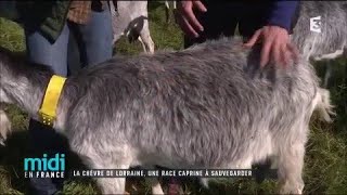 La chèvre de Lorraine une race caprine à sauvegarder [upl. by Derinna]