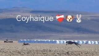 GALGOS EN COYHAIQUE PRIMER DÍA 🐕🐰❤️‍🩹GALGOS EN LA PATAGONIA 2024 [upl. by Lally]