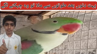 mery parrot mera dreem Parrot taking parrotshorts MySweatBirds [upl. by Anoel]